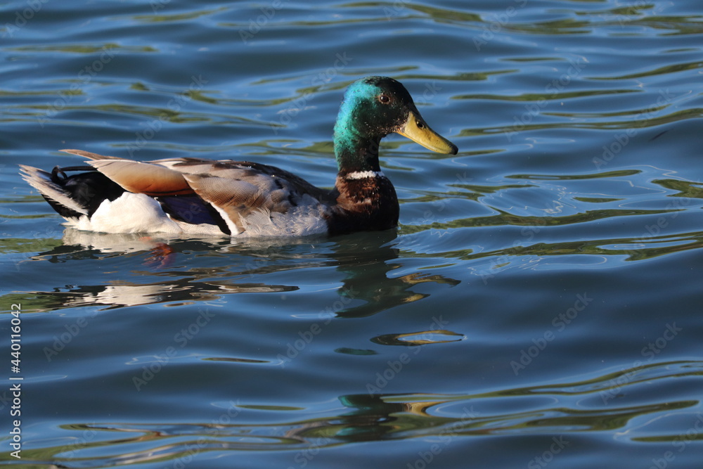 Obraz premium duck on the water