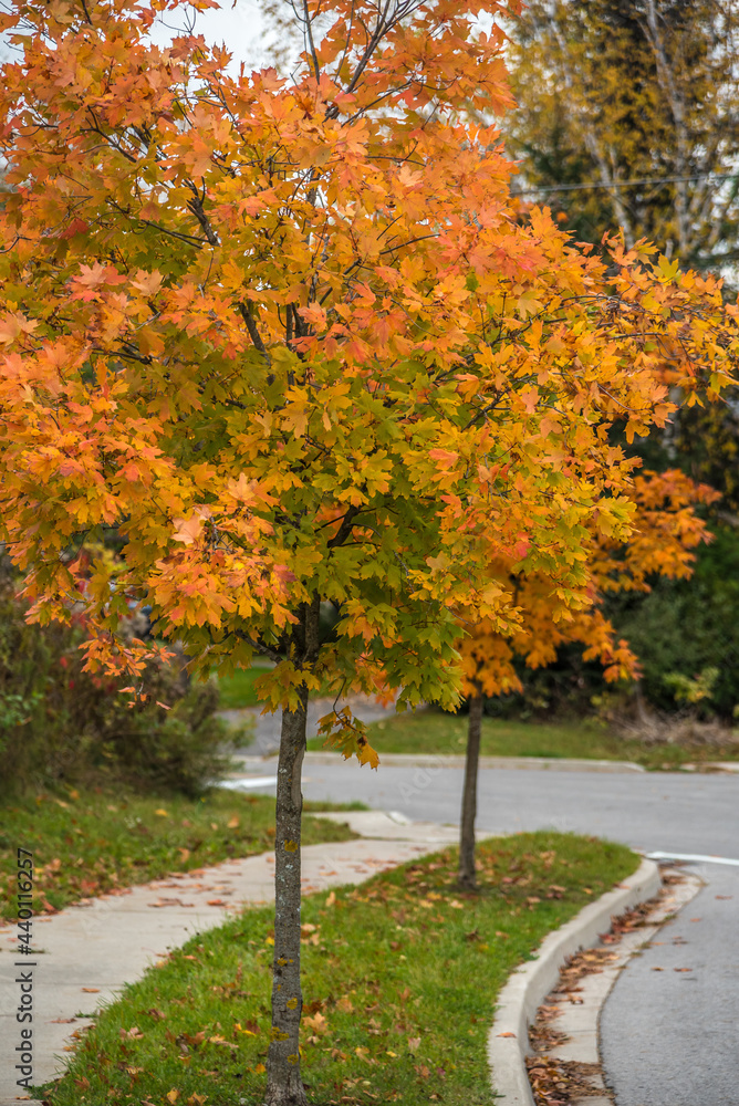 Naklejka premium Trees in fall time