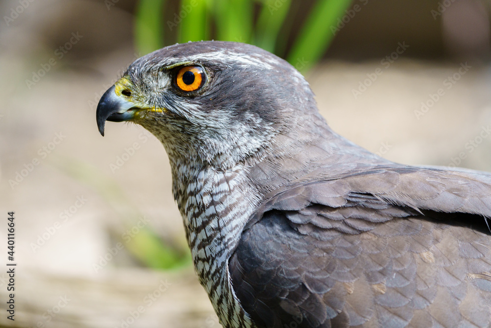 Fototapeta premium Close-up view of Northern goshawk (Accipiter gentilis), with out of focus background.
