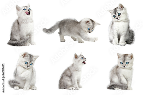 Fototapeta Naklejka Na Ścianę i Meble -  set of gray kitten of six pieces