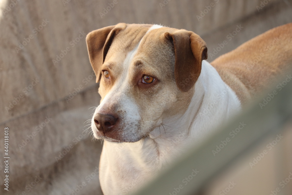 portrait of a mix breed dog