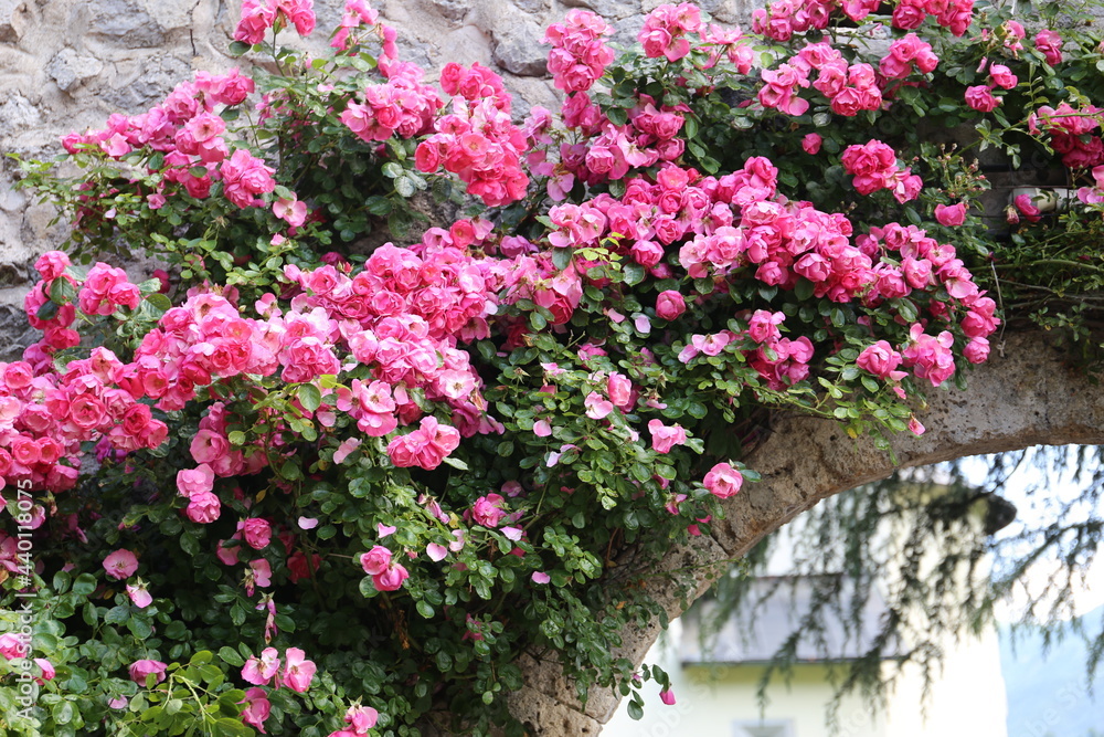 bush of pink tea roses at the stone walls bush of pink tea roses at the stone walls