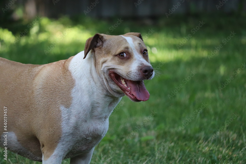 american staffordshire terrier dog