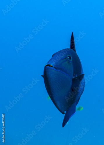 Redtoothed triggerfish (Odonus niger) in Maldives photo