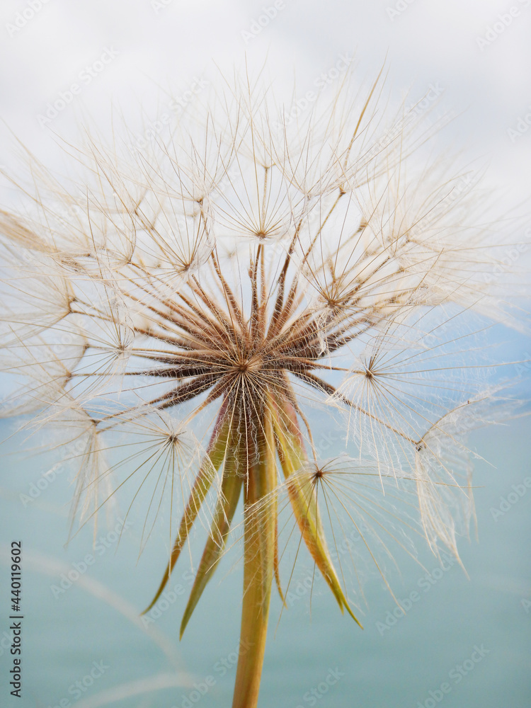 Soft focus. Blur focus of the natural background. Macro dandelion. Soft focus. Blur focus of the natural background. Macro dandelion.