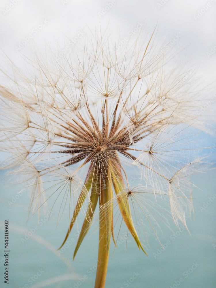 Soft focus. Blur focus of the natural background. Macro dandelion.