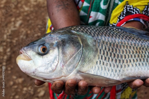 big indian catla carp fish in hand of women fish farmer big fish in hand close up view of head and eye  photo