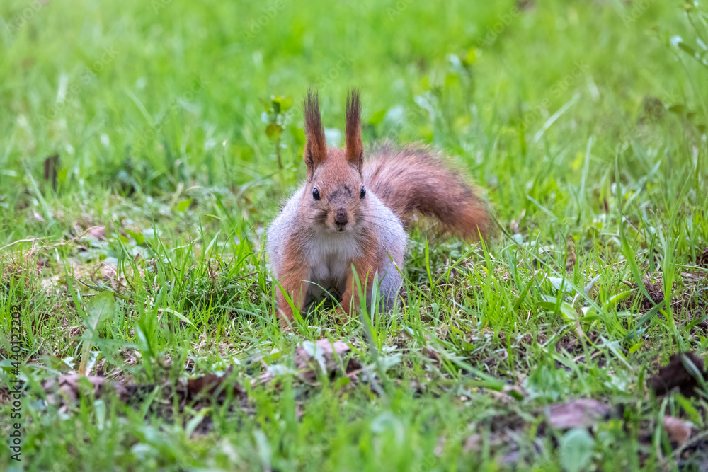 Squirrel sitting in green grass. Eurasian Red squirrel sitting in grass against bright green background Squirrel sitting in green grass. Eurasian Red squirrel sitting in grass against bright green background