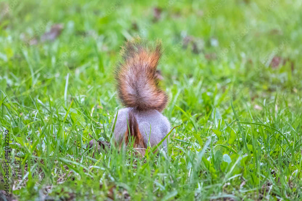 Obraz premium Squirrel in spring or summer hides nuts on the green lawn. Squirrel looking for food on the ground.