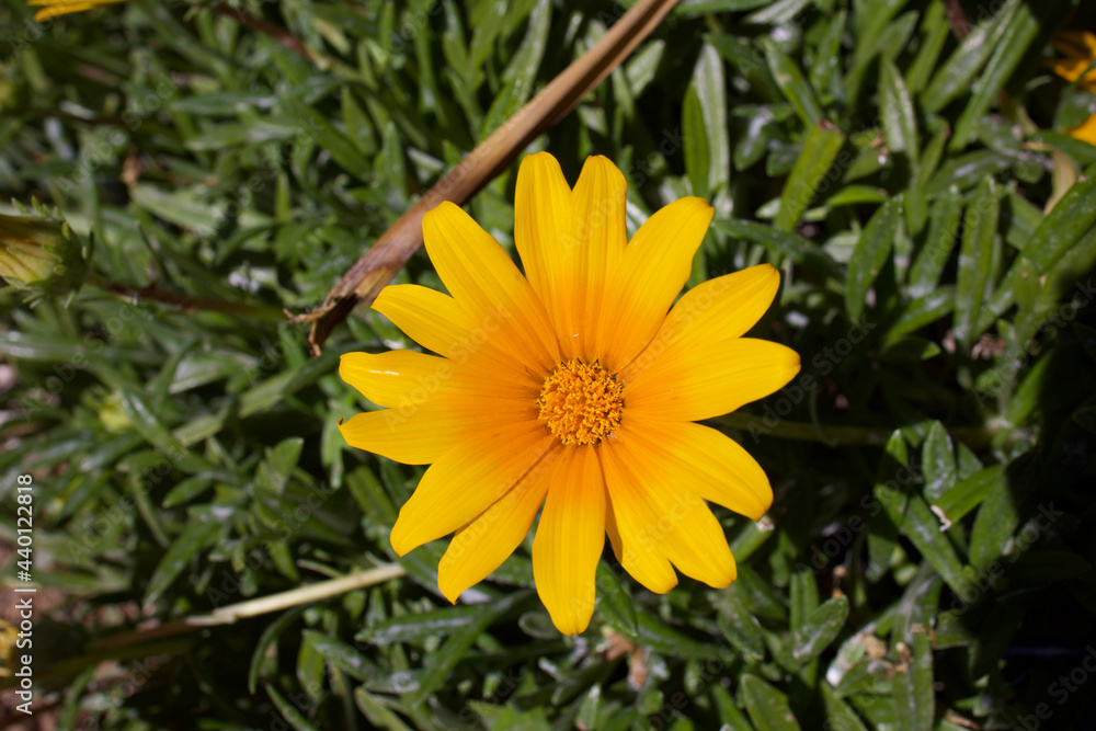 yellow flower in the garden yellow flower in the garden