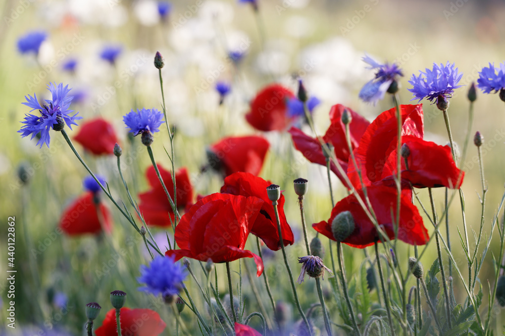 Obraz premium Red poppy on a wonderful background. Red tender, air, life-giving poppy.Blooming red poppy against a green grass