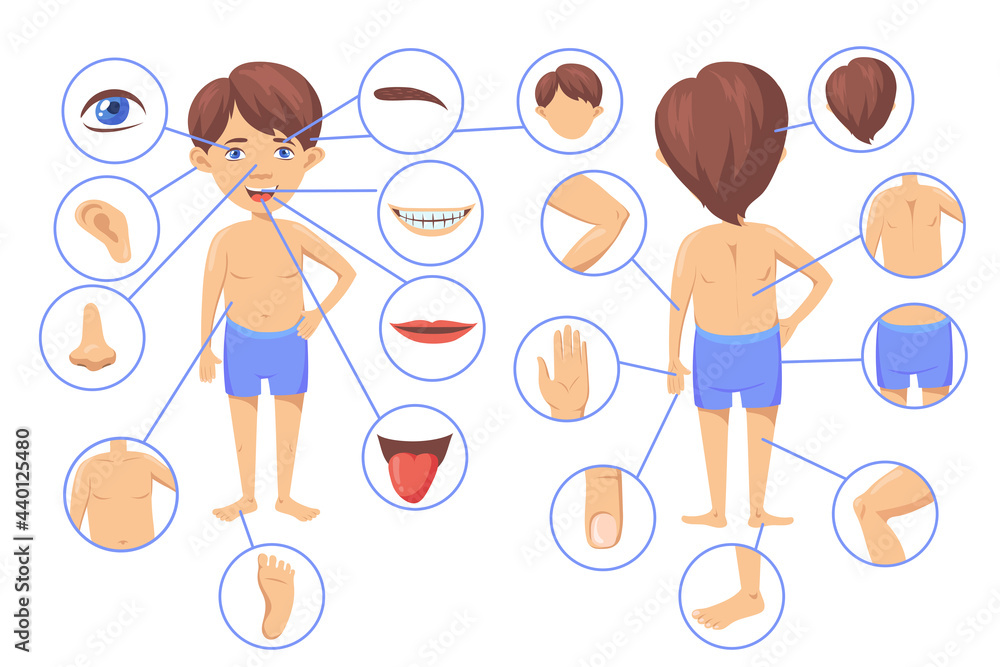 Human body parts cartoon vector illustration. Poster with boy character ...