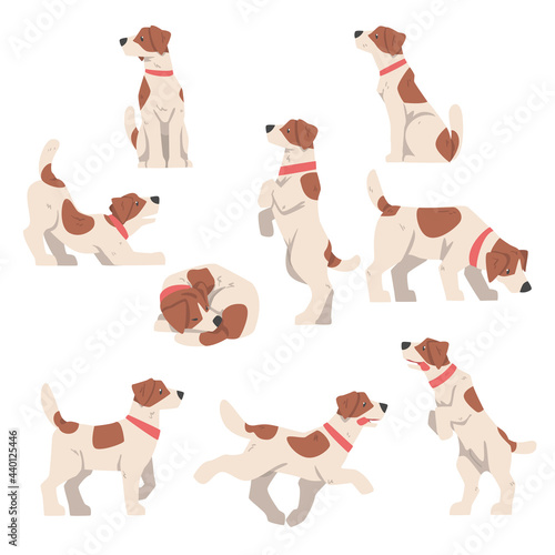 Cute Jack Russell Terrier in Various Poses Set, Friendly Pet Animal with Brown and White Coat Cartoon Vector Illustration