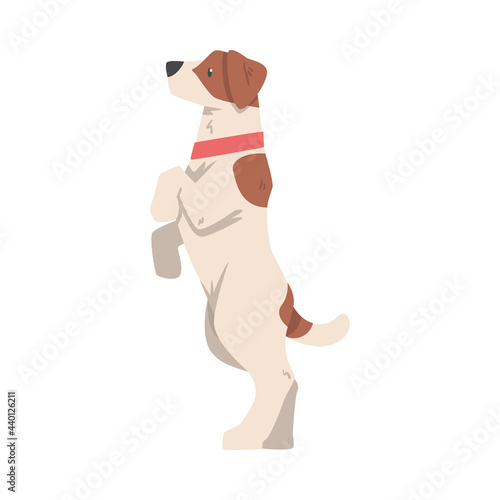 Jack Russell Terrier Standing on its Hind Legs, Cute Pet Animal with Brown and White Coat Cartoon Vector Illustration