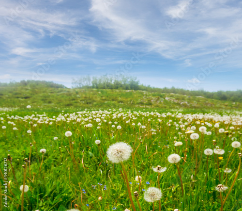 green prairie with white dandelion flowers  summer natural background