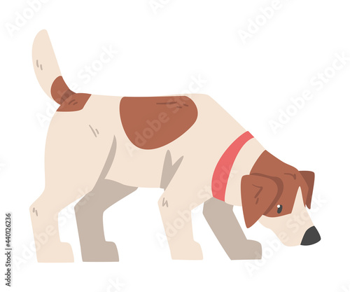 Jack Russell Terrier Sniffing the Ground, Cute Pet Animal with Brown and White Coat Cartoon Vector Illustration