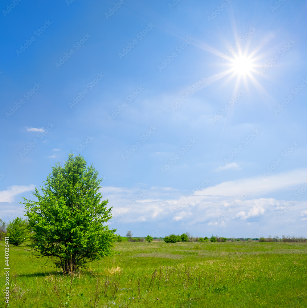 Obraz premium alone tree among green prairie under a sparkle sun
