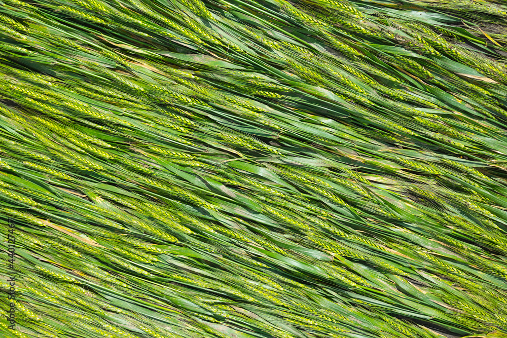 closeup green wheat ears agricultural farm background closeup green wheat ears agricultural farm background