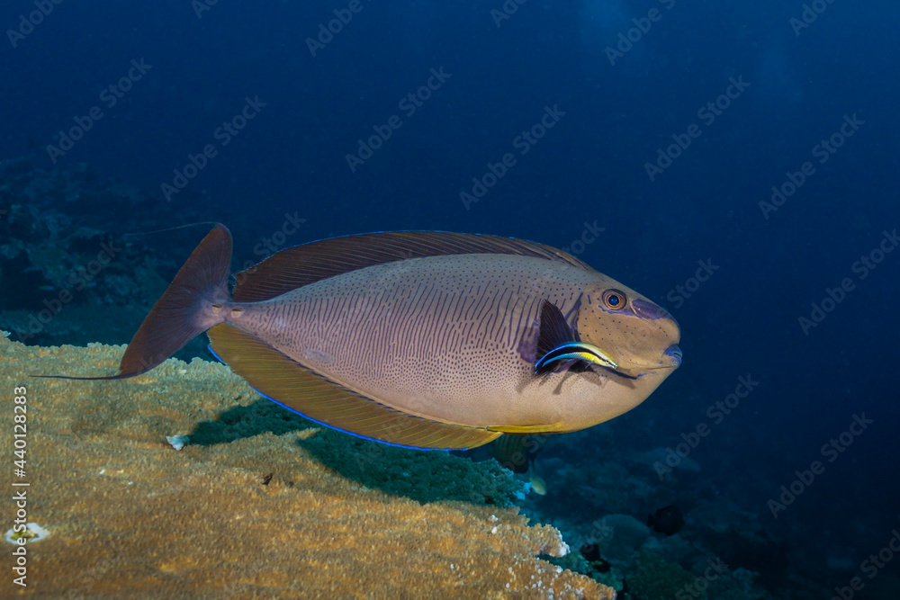 Obraz premium Bignose Unicornfish, Naso vlamingii, in Maldives. Unicornfish is been cleaned at cleaning station by Bluestreak cleaner wrasse, Labroides dimidiatus.