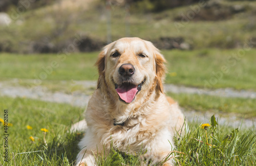 Dog smiles in mountain