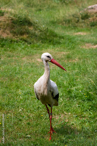 Stork Captured On Green Meadow