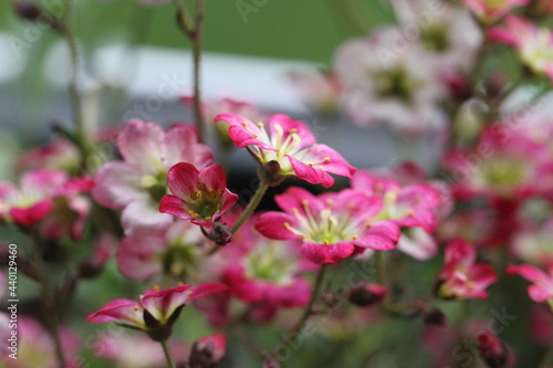 bee on pink flower