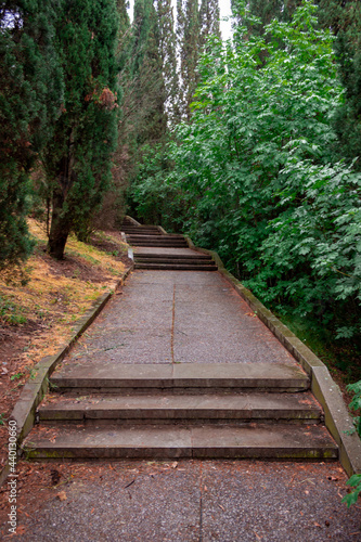 Old sidewalk in coniferous park. Old concrete slabs.