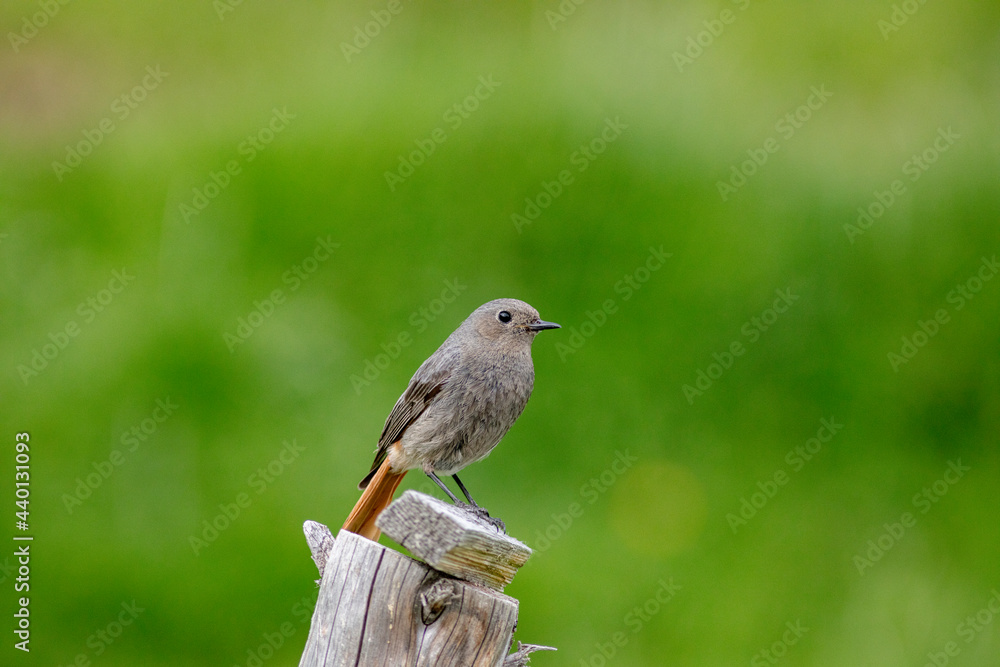 minimalistic water pipit on a fence pole, bird in natural habitat in the alps, grass on the background minimalistic water pipit on a fence pole, bird in natural habitat in the alps, grass on the background