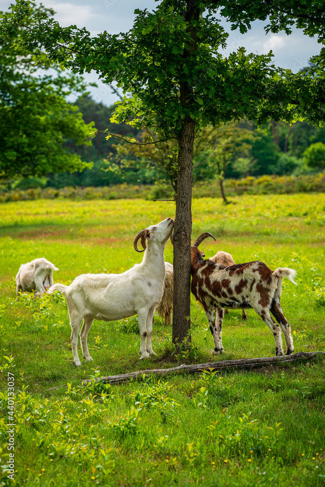 Fototapeta premium Goats grazing on the heath