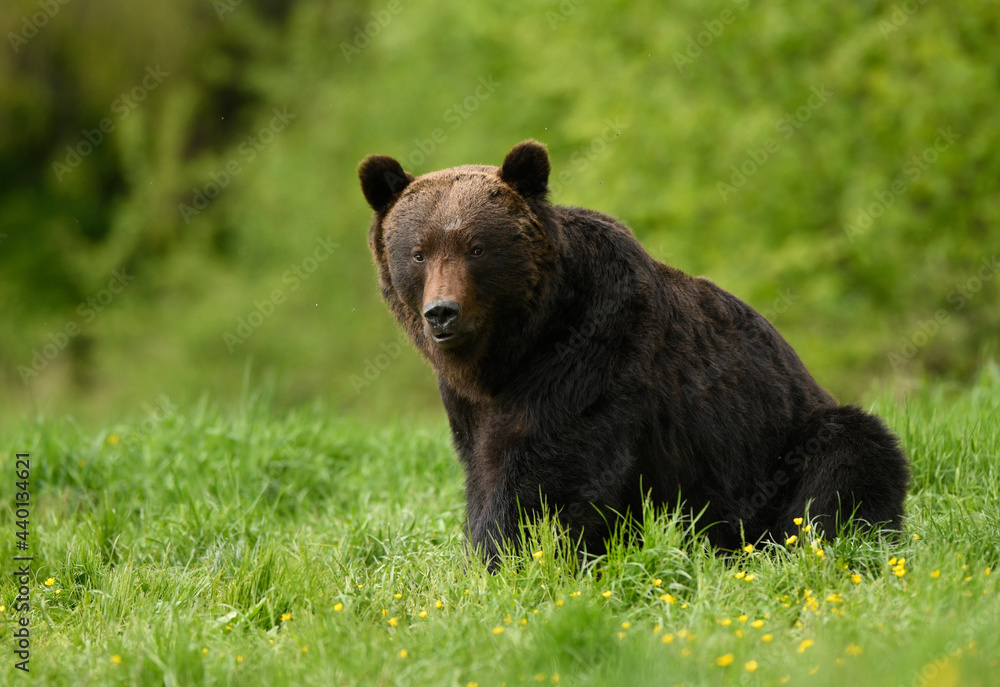 Fototapeta premium Wild brown bear ( Ursus arctos )