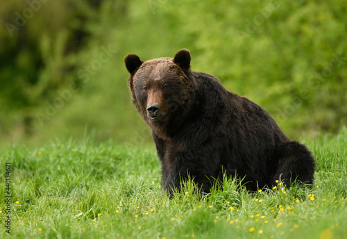 Wild brown bear ( Ursus arctos )