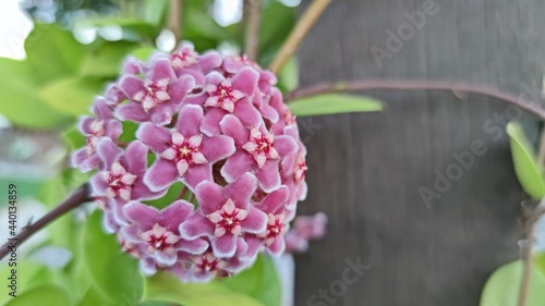 Beautiful blooming Hoya carnosa hybrid in the garden. Selective focus. photo