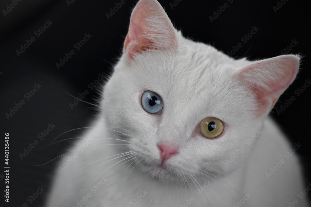 a snow-white cat with multi-colored eyes of brown and blue on a black background