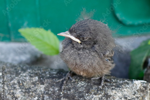 Vogel aus dem Nest gefallen photo