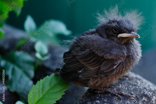 Obraz na płótnie Vogel aus dem Nest gefallen