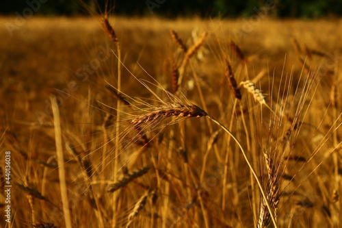 field of wheat photo