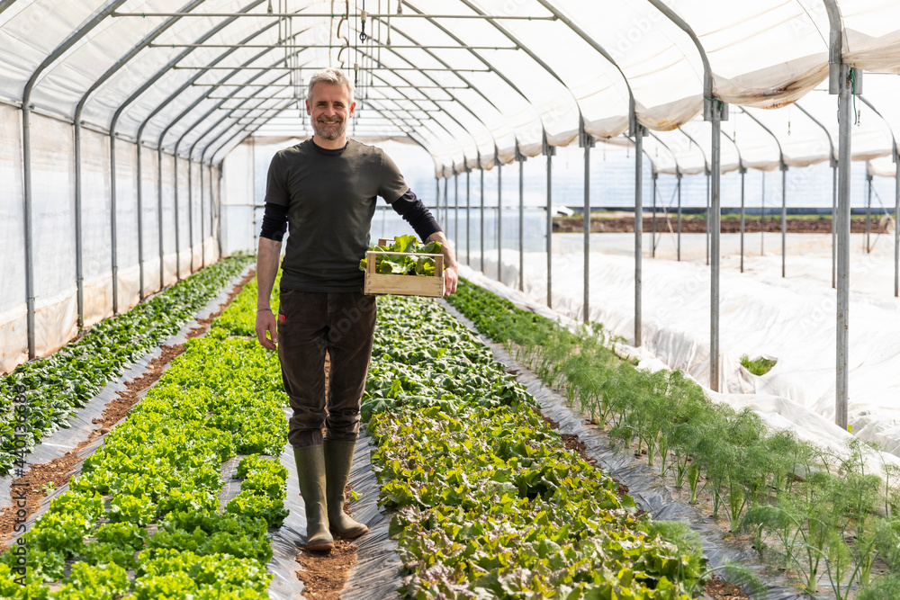 Smiling farmer with crate standing in lettuce field at greenhouse Smiling farmer with crate standing in lettuce field at greenhouse