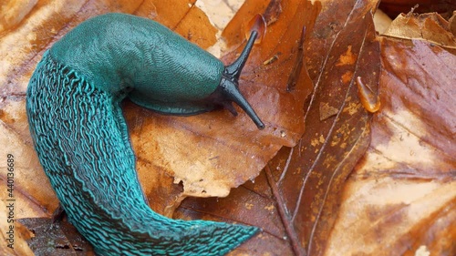 Rare beautiful blue slug on yellow leaves. Bielzia coerulans or land slug - shell-less terrestrial gastropod mollusc, endemic to the Carpathian Mountains in Eastern Europe photo