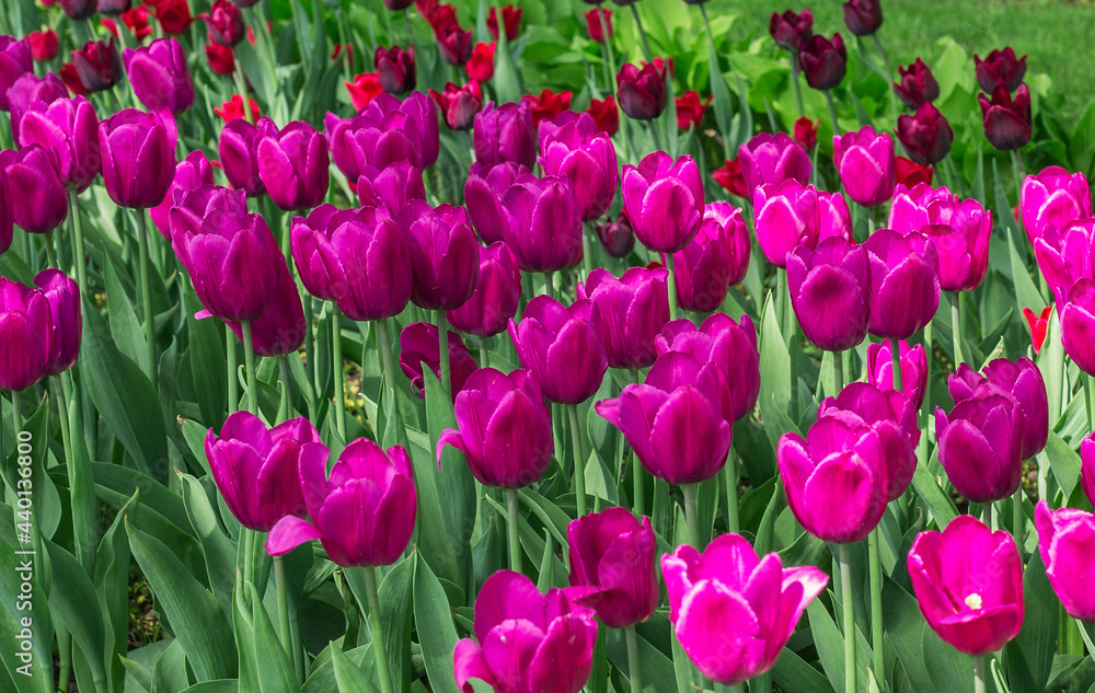 Many purple tulips in a spring garden Many purple tulips in a spring garden