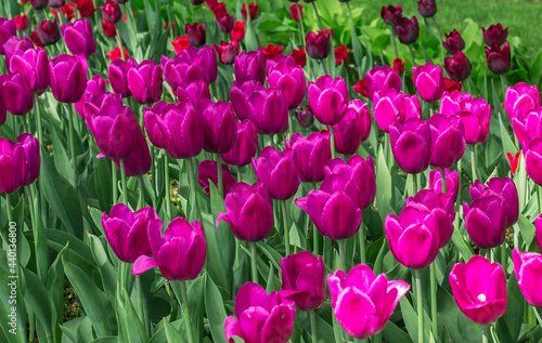Many purple tulips in a spring garden