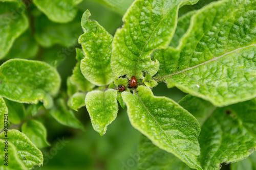 young green potato bush with two Colorado beetles. pests and insects