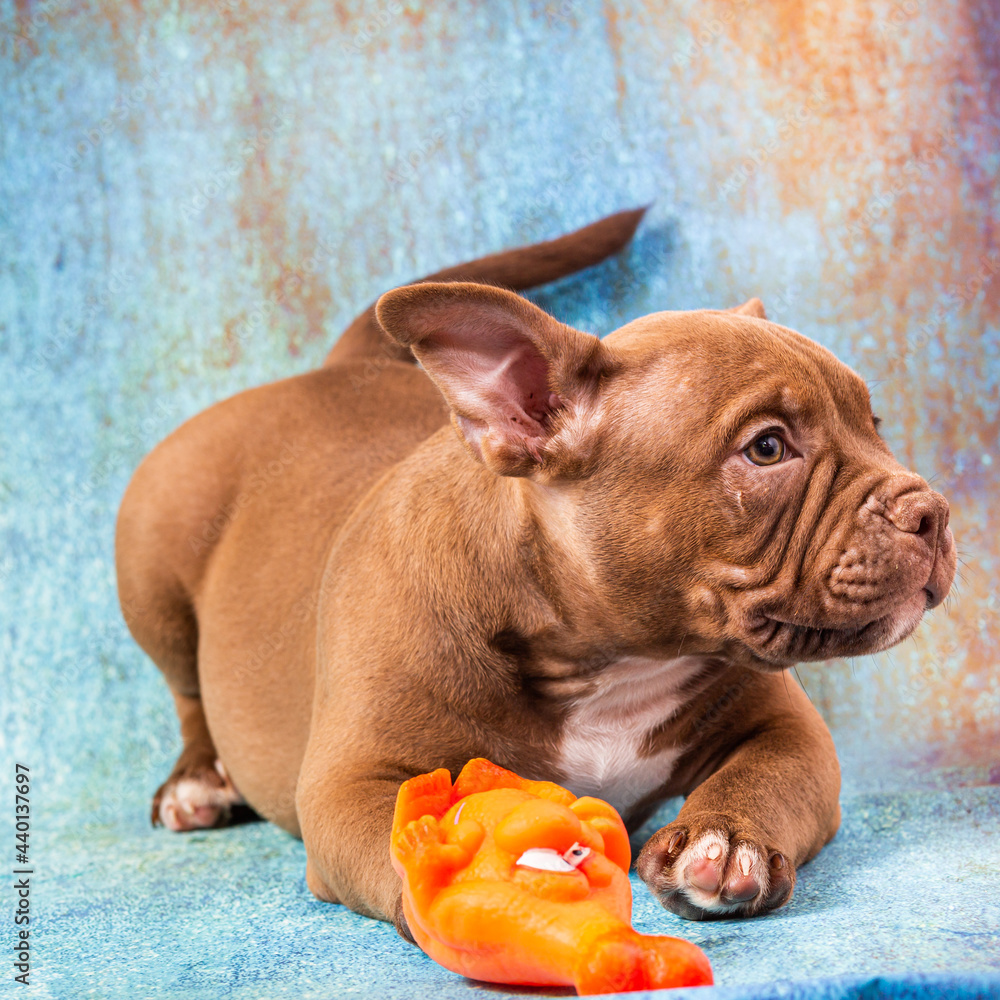 A brown American bully puppy plays with an orange rubber toy