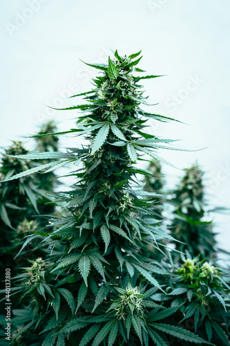 Marijuana Plants with Big Cola