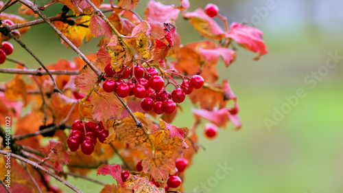 Viburnum branch with red berries on a blurred autumn background © Volodymyr