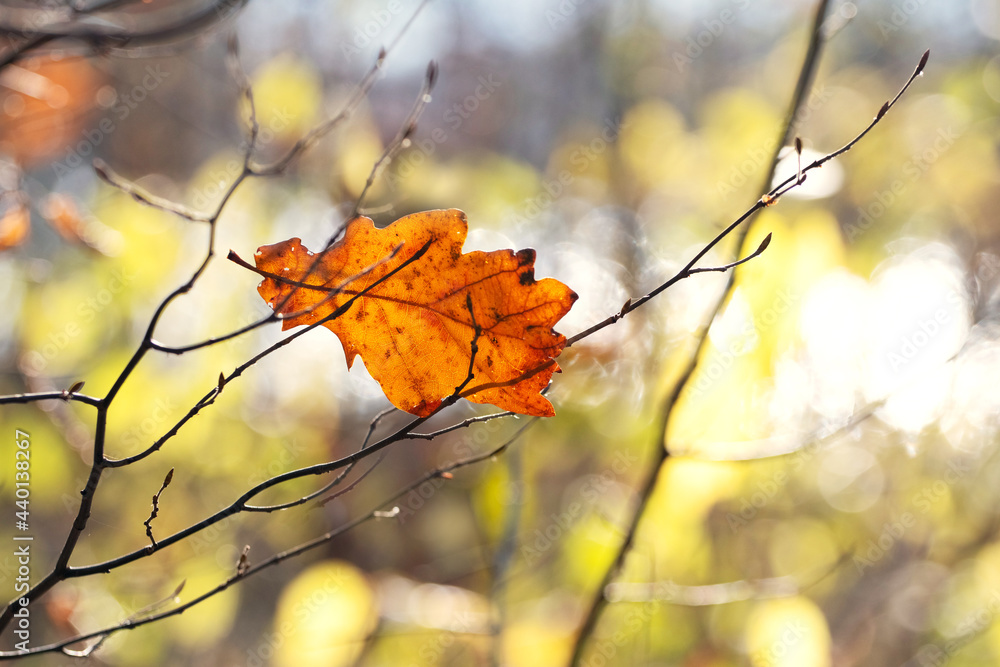 Dry oak leaf in the forest on a tree on a sunny day Dry oak leaf in the forest on a tree on a sunny day