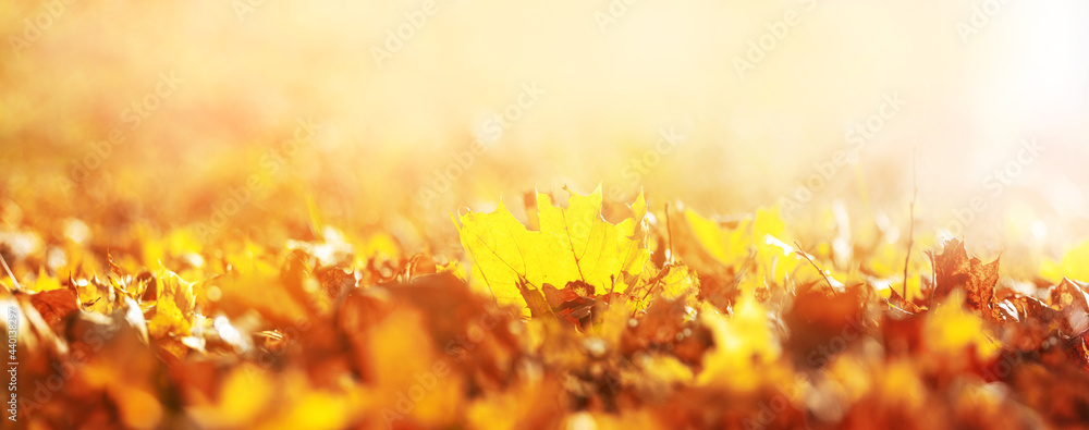 Fototapeta premium Autumn background with fallen maple leaves on the ground in sunny weather