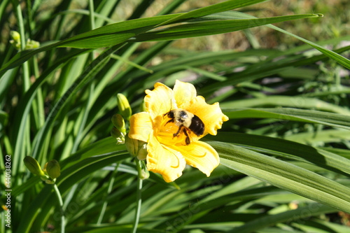 Bumble bee collecting nectar from a yellow lily.