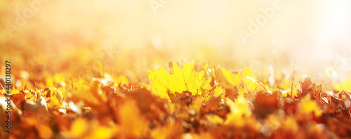 Autumn background with fallen maple leaves on the ground in sunny weather