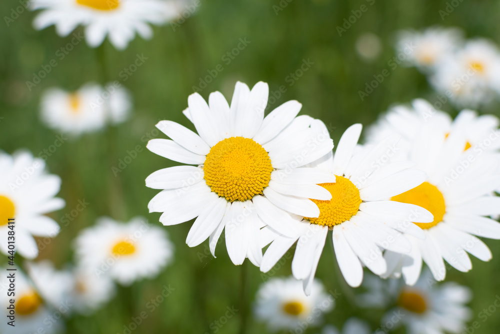 daisy in close up with flowers in the background daisy in close up with flowers in the background