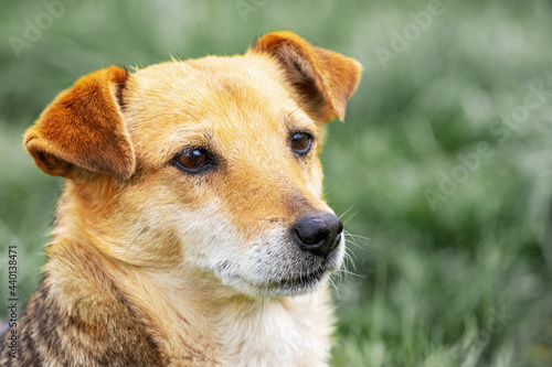 Portrait of a dog looking intently into the distance